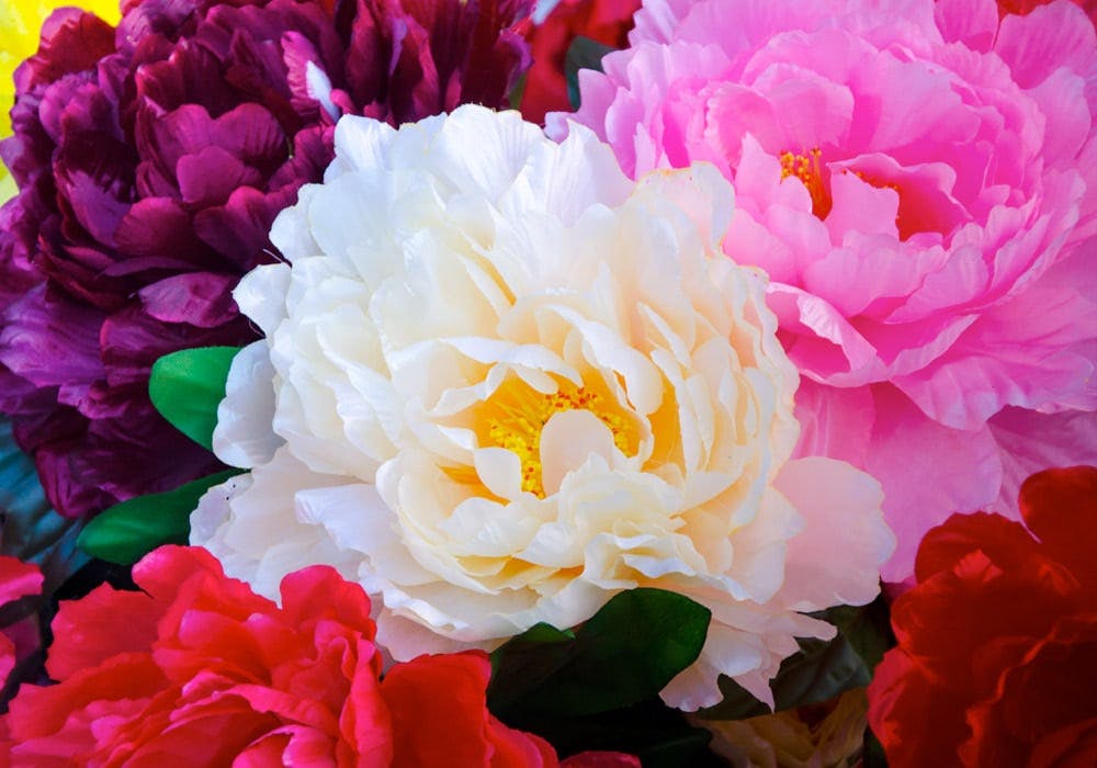 Image of Multi-colored peonies that bloom all summer