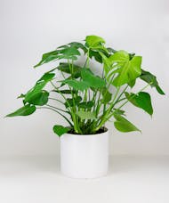 Monstera Deliciosa Plant