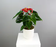 Anthurium Grace  - In a White Ceramic Pot