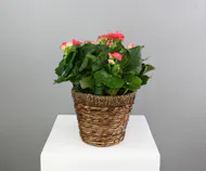 Brilliant Begonia - 6