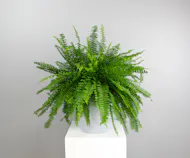 Sky Blue Fern - Fern in Light Blue Ceramic Pot