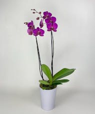 Spring Orchid in Pastel Pot