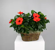 Tropical Hibiscus - Double Hibiscus Basket
