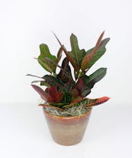 Croton in Ceramic Pot
