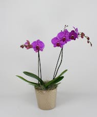 Double Stem Orchid in Fall Ceramic Pot