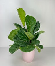Fiddle Leaf Fig Plant in a Ceramic Pot