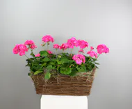 Gorgeous Geraniums - 2 Geraniums in a  Basket
