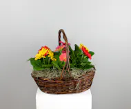 Daisy Daydreams - 6 Gerbera Daisies in a Basket