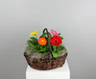Daisy Delight - 4 Gerbera Daisies in a Basket