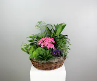 Joyful Garden Basket -  Indoor Assorted Green and Blooming Basket