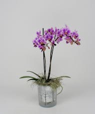Mini Orchid in Frosted Winter Container