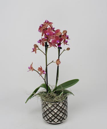 Orchid Mini in Plaid Container