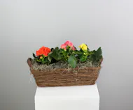Radiant Rieger Basket - Three Riegers in a Basket