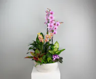 Orchid Paradise