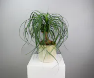 Mint to Be - Ponytail Palm in a Mint Ceramic Pot