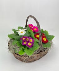 Four Primroses in a basket