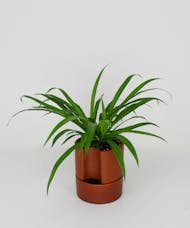 Spider Plant in Self-Watering Pot