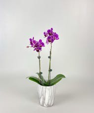 Mini Orchid In A Marble Pot