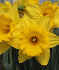 Daffodils - 7.5