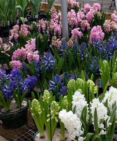 Hyacinth - 7½
