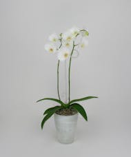 Orchid Plant in Frosted Glass Container