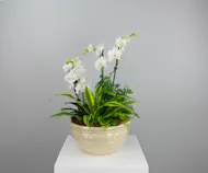 Natural Elegance Dish Garden