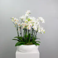 Alabaster Orchids - Orchids in a White Ceramic Pot