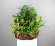 Botanical Basket - Assorted Green Plant Basket