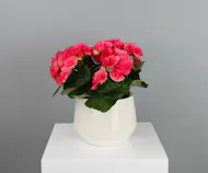 Blushing Begonia - 6