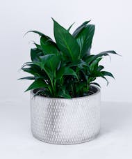 3 Spathiphyllum in a Geometric Pot