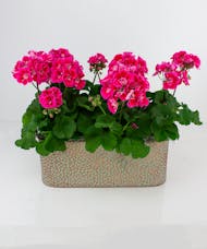 Two Stock Geraniums in a Copper Container