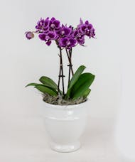 Mini Orchid In White Pedestal Pot