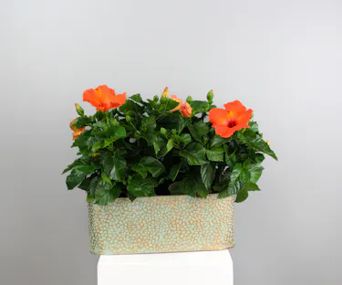 Hibiscus Haven