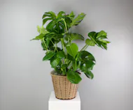 Monstera Marvel - Monstera Deliciosa Plant in a Woven Basket