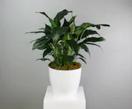 Blissful Peace Lily - Spathiphyllum in a Ceramic Pot