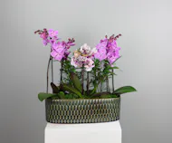Orchid Reflections