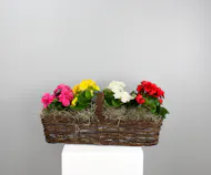 Rieger Rainbow - Small Rieger Begonia Canoe Basket