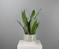 Moonshine Sansevieria - Gray Ceramic Pot