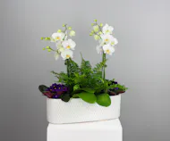 Graceful Orchid Garden