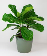 Fiddle Leaf Fig Plant in a Ceramic Pot
