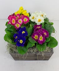 Primroses in a Wooden Container