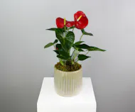 Royal Ruby Anthurium  - In a Ceramic Pot