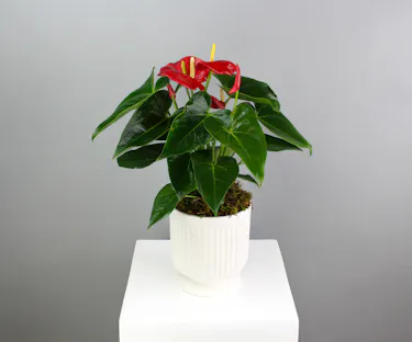 Anthurium Grace is a timeless expression of style and serene beauty.