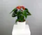 Anthurium Grace is a timeless expression of style and serene beauty.