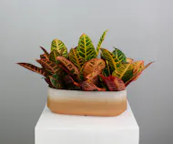 Croton Horizon - Three Croton Plants in a Ceramic Pot