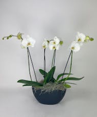 Orchids in a Ceramic Oval Container