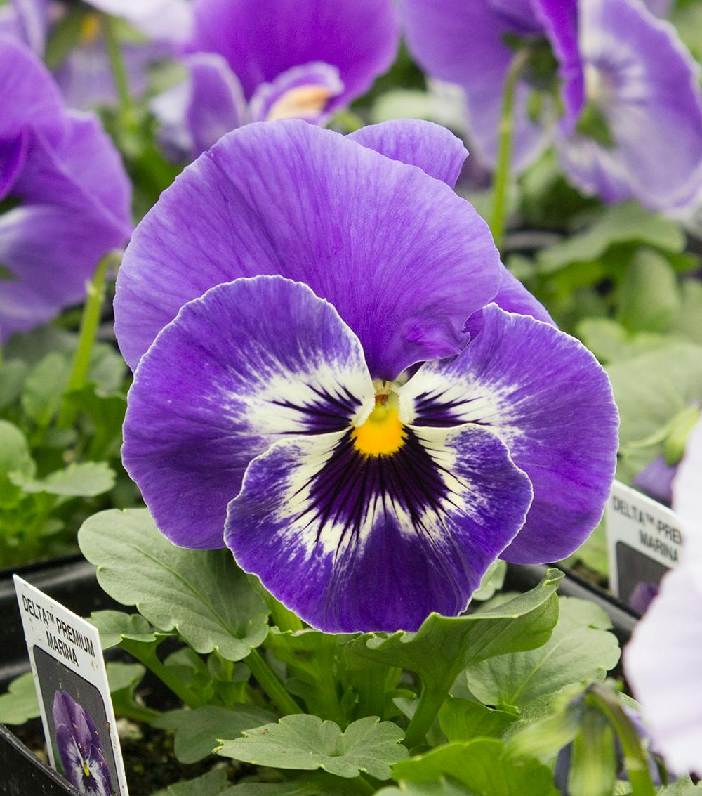 Delta Premium Marina Pansies Bedding Plants Baltimore MD Plant