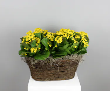 Kalanchoe Joy Basket is a cheerful display of color and life, featuring two vibrant kalanchoe plants nestled together in a natural woven basket.