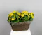 Kalanchoe Joy Basket is a cheerful display of color and life, featuring two vibrant kalanchoe plants nestled together in a natural woven basket.