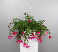Fuchsia Hanging Basket